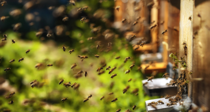 З бджолами прокидаються і засинають: які вони, будні бджолярів Закарпаття (ВІДЕО)