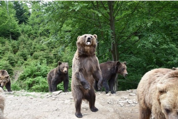 Майже як на волі: 30 ведмедів живе у реабілітаційному центрі на Закарпатті (ФОТО)