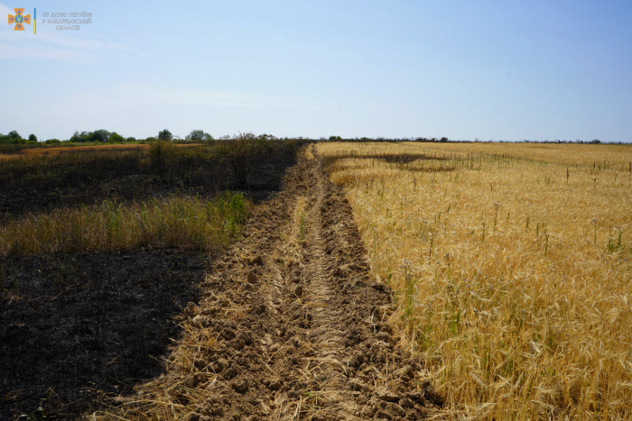Закарпаття: Через пожежу сухої трави ледь не згоріла пшениця на приватних наділах
