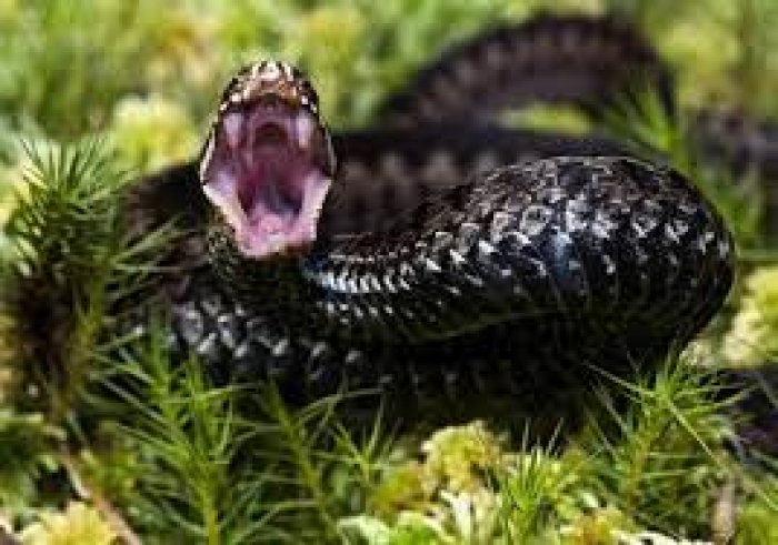18 випадків укусів змій зафіксували на Закарпатті з початку року
