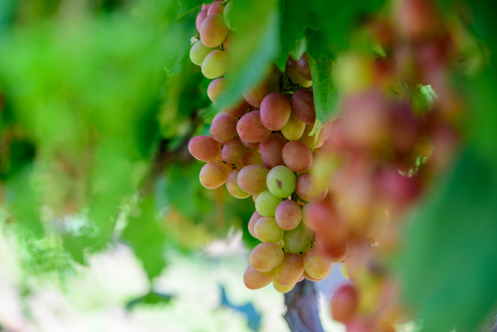 Як на Закарпатті розвивають виноградарство (ВІДЕО)