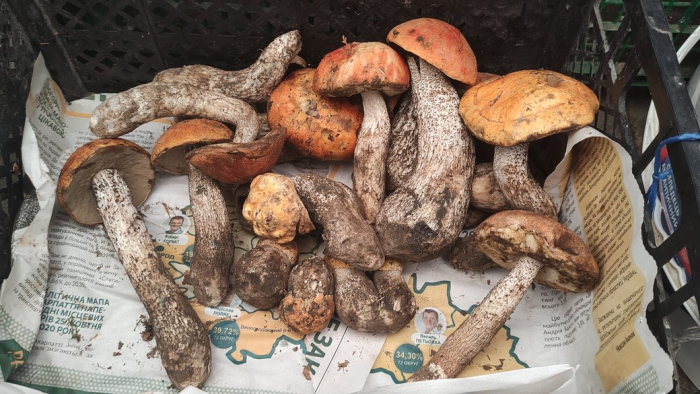 Сезон грибів на Закарпатті: чи збирають жителі області гриби під час заборони відвідувати ліси