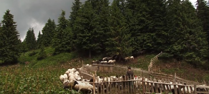 На Закарпатті втілюють проєкт «Відродження вівчарства в Карпатському регіоні»