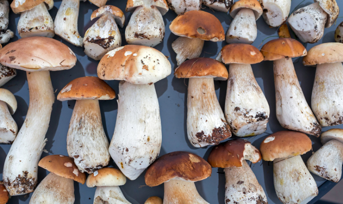 На Закарпатті в розпалі сезон збору осінніх грибів (ВІДЕО)