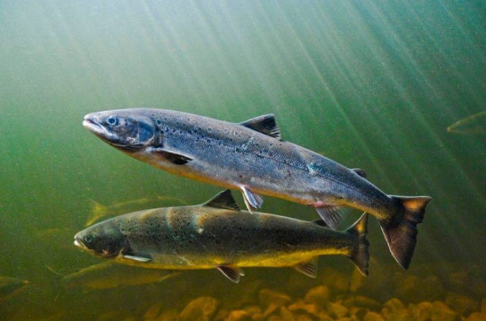 На Закарпатті починає діяти заборона на риболовлю у період нересту лососевих