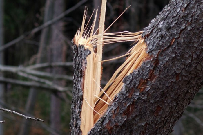 На Хустщині, обрізаючи дерево, загинув чоловік 