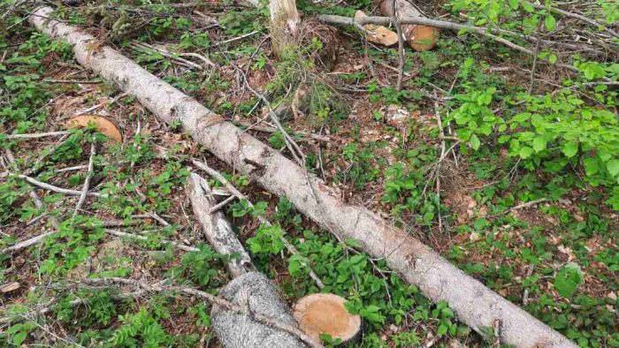 Свалявський лісгосп має відшкодовувати 1 млн грн збитків, завданих незаконними рубками (ФОТО)