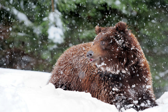 Із 30 ведмедів в нацпарку Синевир цієї зими у сплячку залягло 12 (ФОТО)