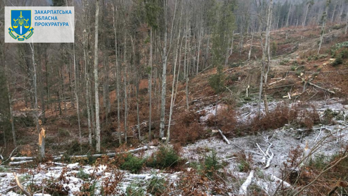 Посадовця лісгоспу на Рахівщині судитимуть за допущену масову рубку зі збитками у понад 18 млн грн (ФОТО)
