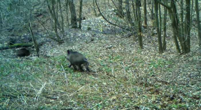 У буковому лісі Ужанського нацпарку фотопастка зафіксувала стало диких свиней (ВІДЕО)