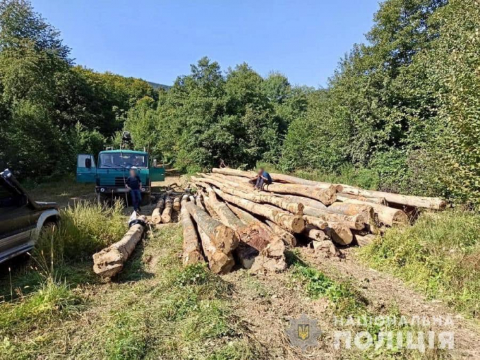 На Закарпатті підприємця підозрюють у незаконній рубці лісу зі збитками на майже пів млн грн (ФОТО)