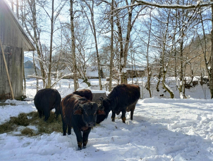 Закарпатські буйволи, які випасалися на луках Долини нарцисів, змінили своє "місце проживання" (ФОТО)