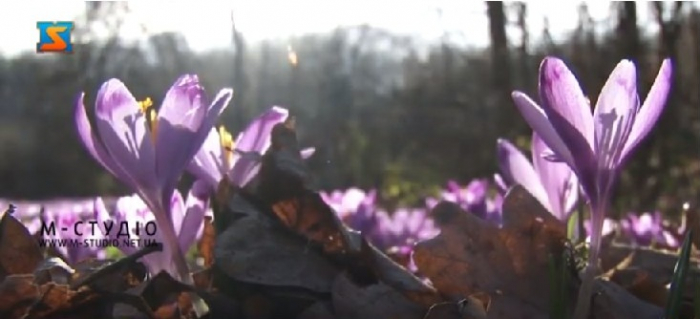 На Закарпатті у дендропарку цвітуть шафрани