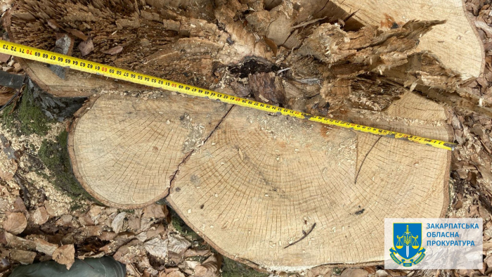 Ексначальника лісогосподарської дільниці на Закарпатті підозрюють у рубках зі збитками на понад 50 млн гривень