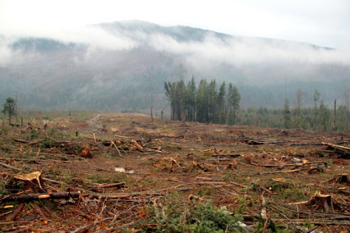 Мокрянський лісгосп заподіяв шкоду лісовим ресурсам на суму в понад 2,5 млн гривень