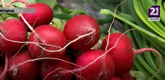 В Ужгороді вже продають ранні овочі та зелень, вирощені в теплицях області (ВІДЕО)