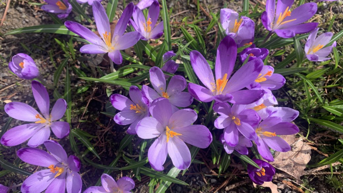 Пурпурова казка: на Закарпатті цвітуть шафрани (ФОТО, ВІДЕО)