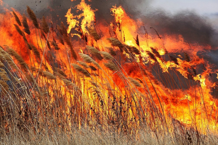 На Закарпатті почали фіксувати пожежі в екосистемах. Минулих вихідних – 7 випадків