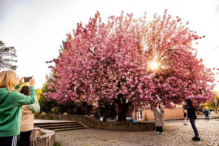 Масове цвітіння сакур зібрало в обласному центрі Закарпаття багато туристів (ФОТОРЕПОРТАЖ)