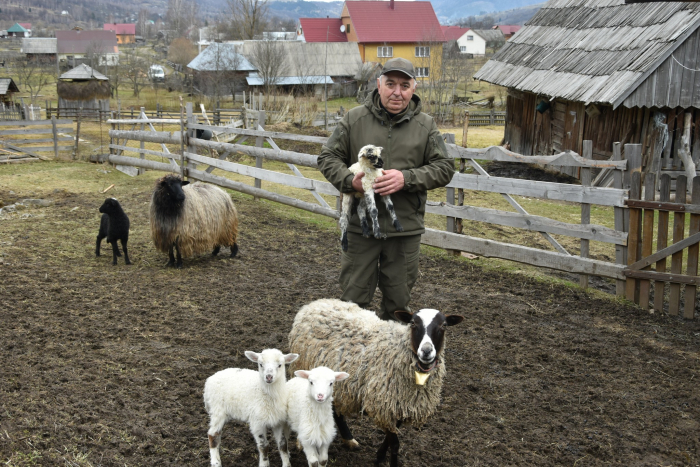 На Закарпатті ентузіаст вже 35 років займається розведенням овець (ФОТО)