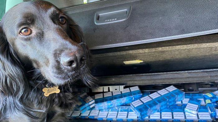 На митному посту "Вилок" службова собака Дана виявила приховані у автомобілі сигарети