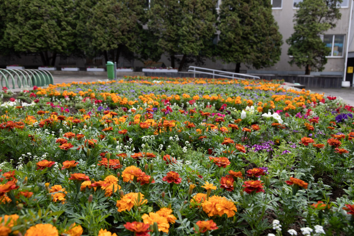 В Ужгороді на міських клумбах висаджують літні квіти (ФОТО)