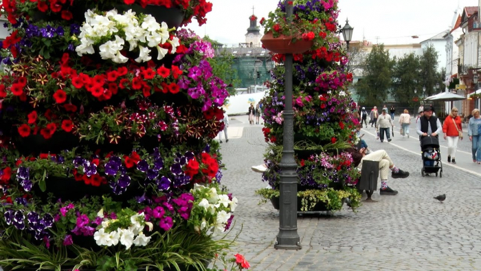 Клумби у центрі Ужгорода: думки ужгородців щодо нових квіткових композицій ((ВІДЕО)