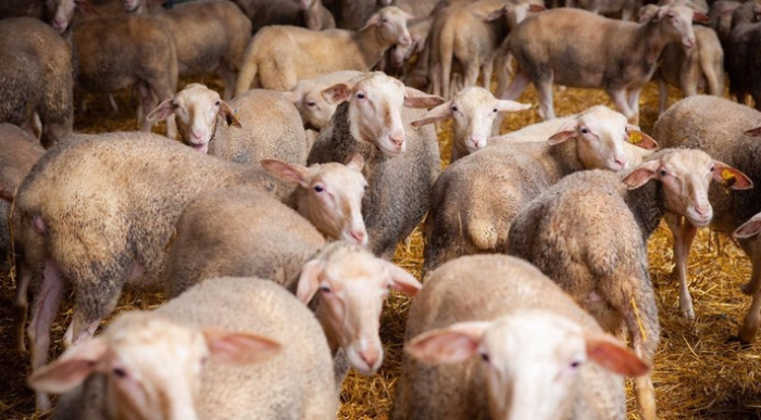 На Закарпатті створять центр вівчарства