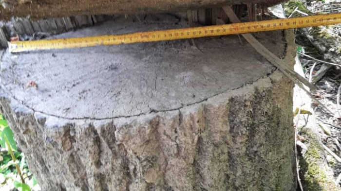 На Закарпатті екологи виявили незаконні рубки дерев зі збитками у 45 мільйонів гривень