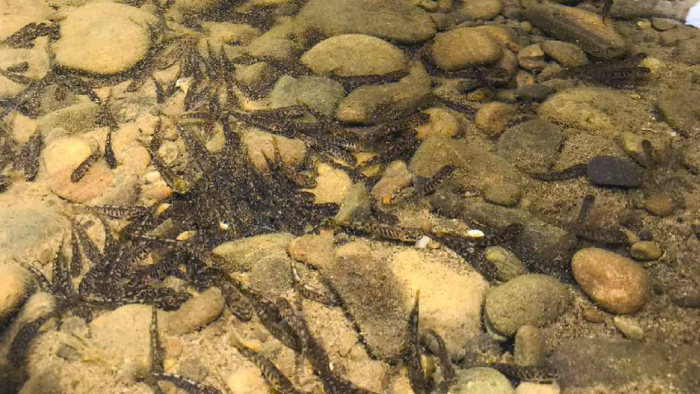 У річку Теребля та водосховище "Роман-Потік" на Закарпатті запустили понад 15 тисяч мальків риби