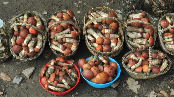 На ринках Ужгорода вже продають літні гриби (ВІДЕО)