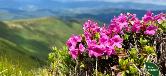 У горах Закарпаття – пік цвітіння “червоної рути” (ФОТО)