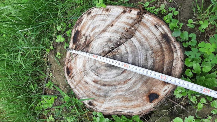 29 пнів: незаконну рубку дерев виявили в одному з парків Мукачева