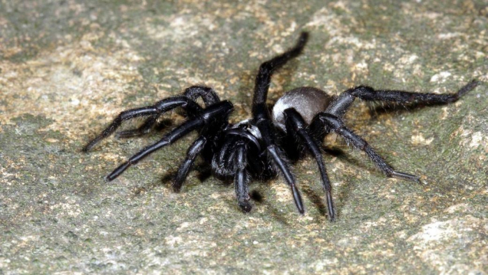 У селі біля Ужгорода виявили австралійського павука