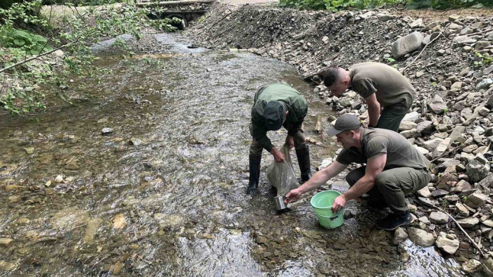 На Закарпатті у річку Тересва випустили 18 тисяч мальків струмкової форелі