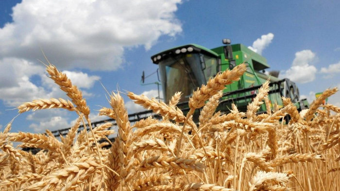 На Закарпатті від початку сезону аграрії зібрали понад 64 тисячі тонн пшениці