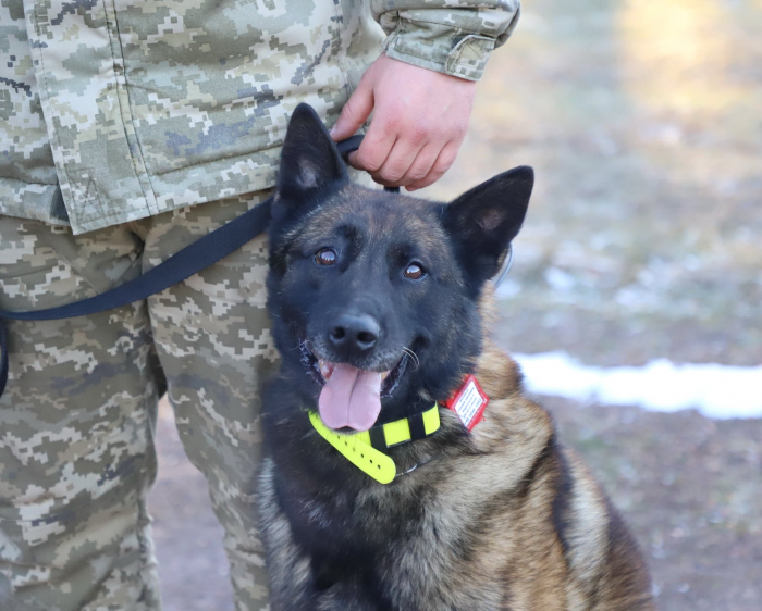 Щодня державний кордон патрулюють 20 службових собак з Мукачівського прикордонного загону
