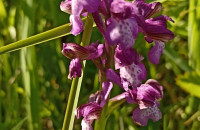 В Ужанському Нацпарку зростають 23 види орхідей