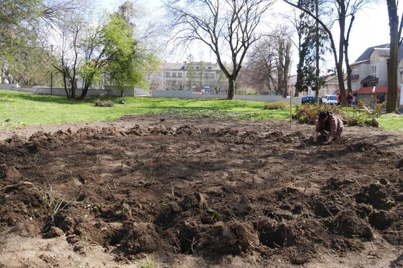 Ще понад 900 кущів троянд прикрасять клумби та зелені зони в Ужгороді (ФОТО)