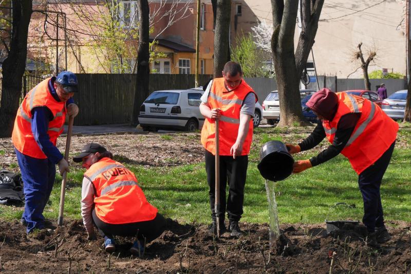 Ще понад 900 кущів троянд прикрасять клумби та зелені зони в Ужгороді (ФОТО)