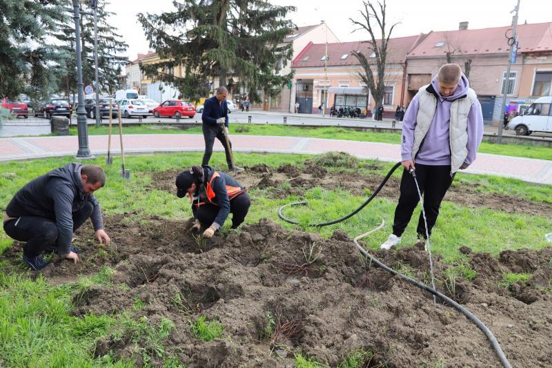 Ще понад 900 кущів троянд прикрасять клумби та зелені зони в Ужгороді (ФОТО)