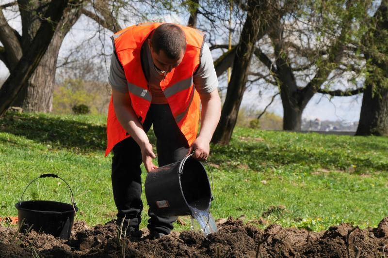 Ще понад 900 кущів троянд прикрасять клумби та зелені зони в Ужгороді (ФОТО)