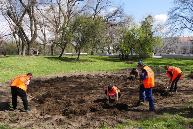 Ще понад 900 кущів троянд прикрасять клумби та зелені зони в Ужгороді (ФОТО)