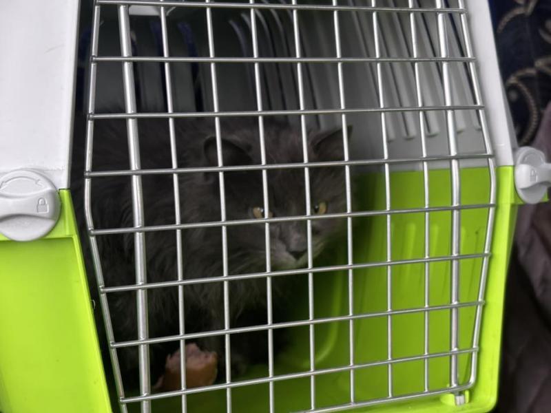 За перший місяць 2026 року Закарпаття прийняло п’ять евакуаційних груп із прифронтових областей