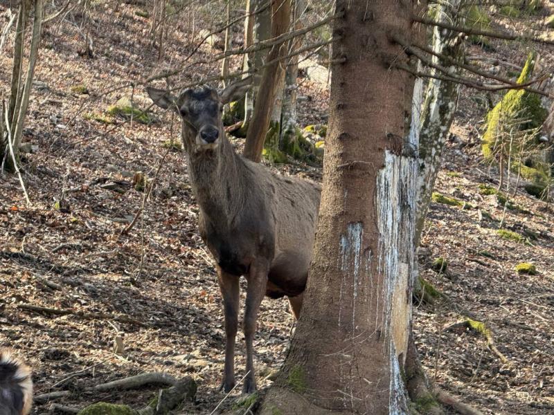Весна у НПП «Синевир»: парк запрошує побачити перші квіти та пробудження тварин