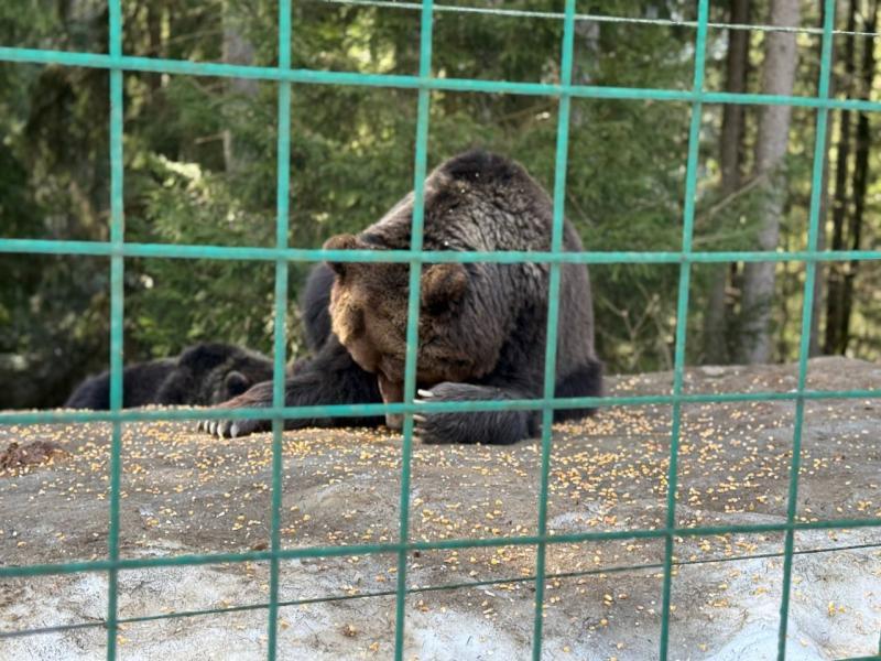 Весна у НПП «Синевир»: парк запрошує побачити перші квіти та пробудження тварин