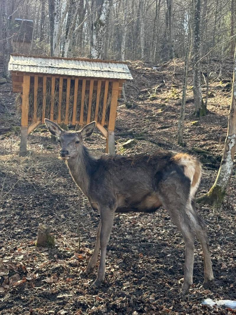 Весна у НПП «Синевир»: парк запрошує побачити перші квіти та пробудження тварин
