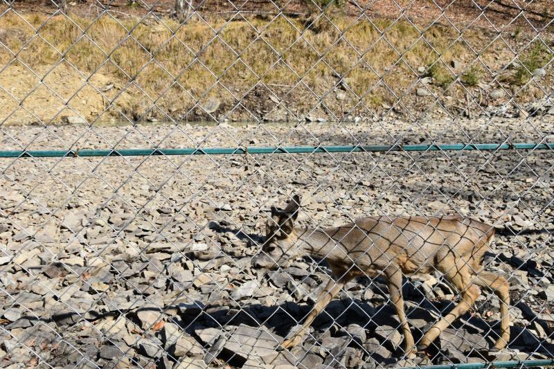 Весна у НПП «Синевир»: парк запрошує побачити перші квіти та пробудження тварин