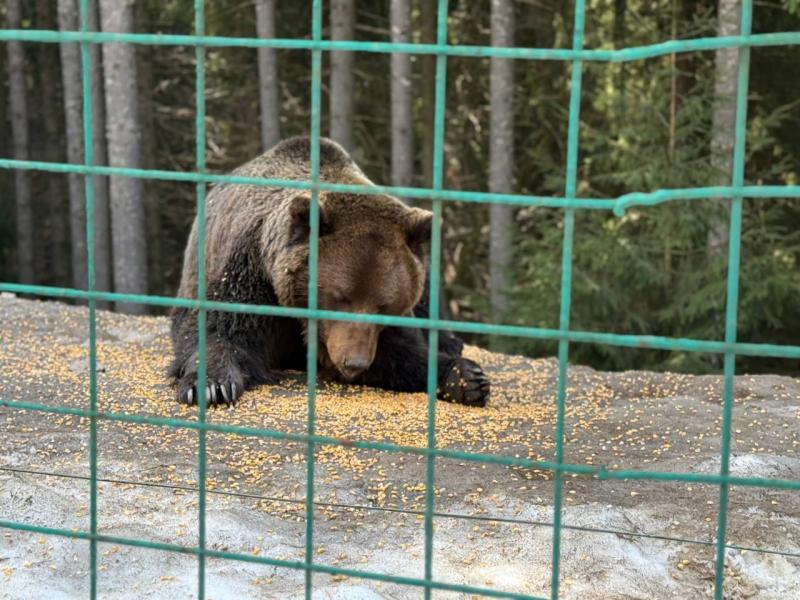 Весна у НПП «Синевир»: парк запрошує побачити перші квіти та пробудження тварин