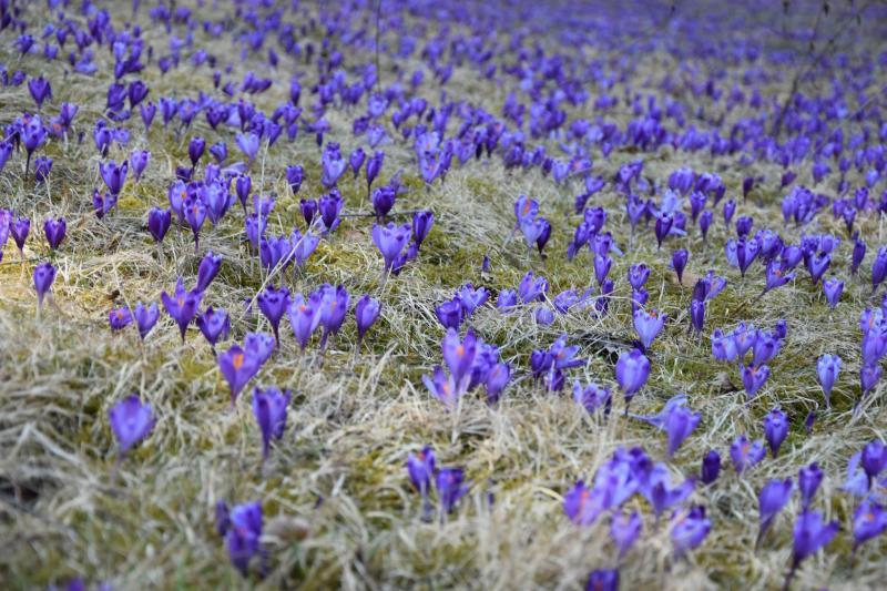 Весна у НПП «Синевир»: парк запрошує побачити перші квіти та пробудження тварин